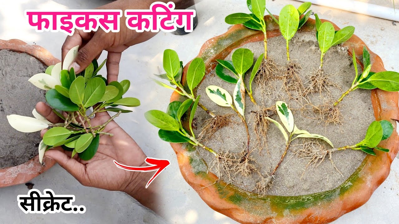 Propagation of Ficus Plant From Cutting / How to Grow Any Ficus From Cutting With 100% Results 🌱