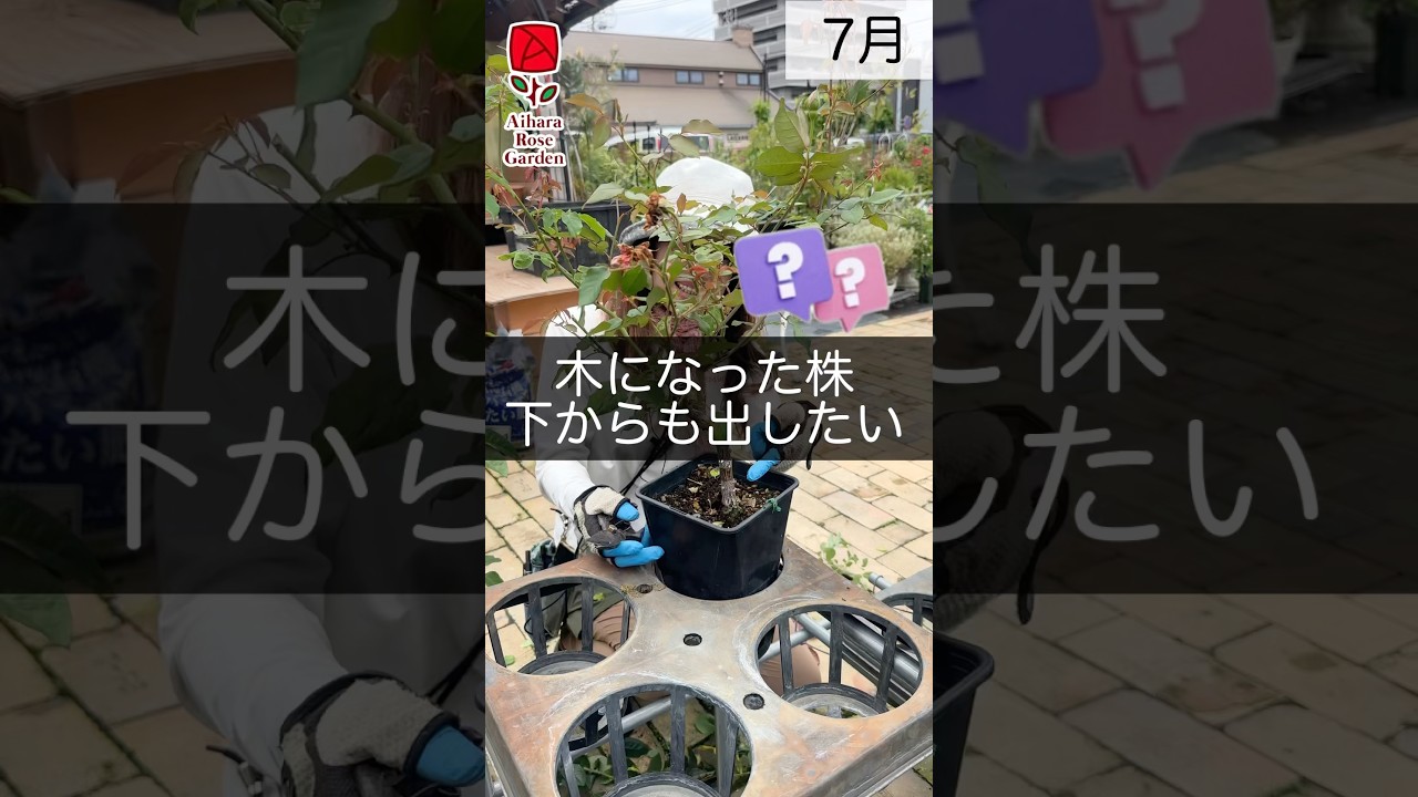 木になった株　下からも出したい　#相原バラ園 #バラ #バラ園 #バラ栽培