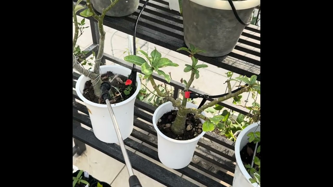 葉噴工具與展著劑效果測試
