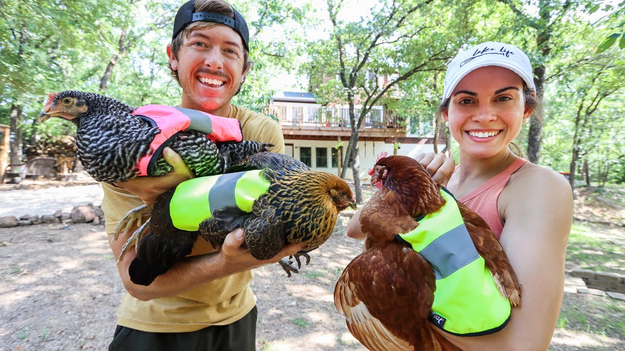 How We Keep Track Of Our Chickens (With Bobcats Nearby)
