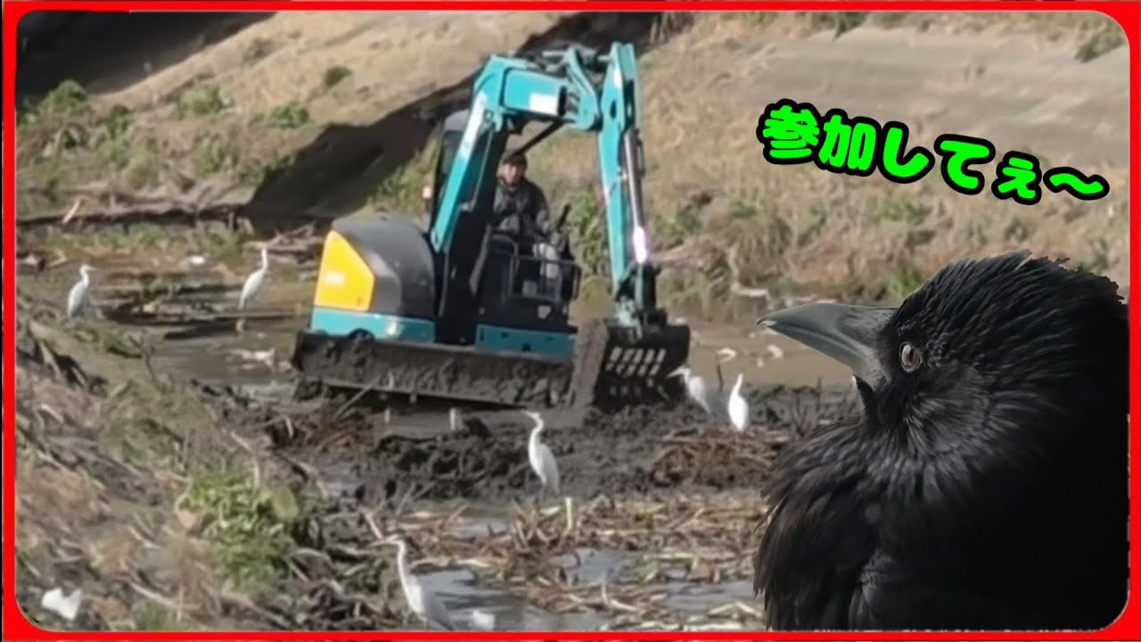 【重機に集まる鳥たち】なぜ鳥たちはショベルカーの周りに集まるのだろうか？20260222、カラス＆四つ足クインテット（仮）