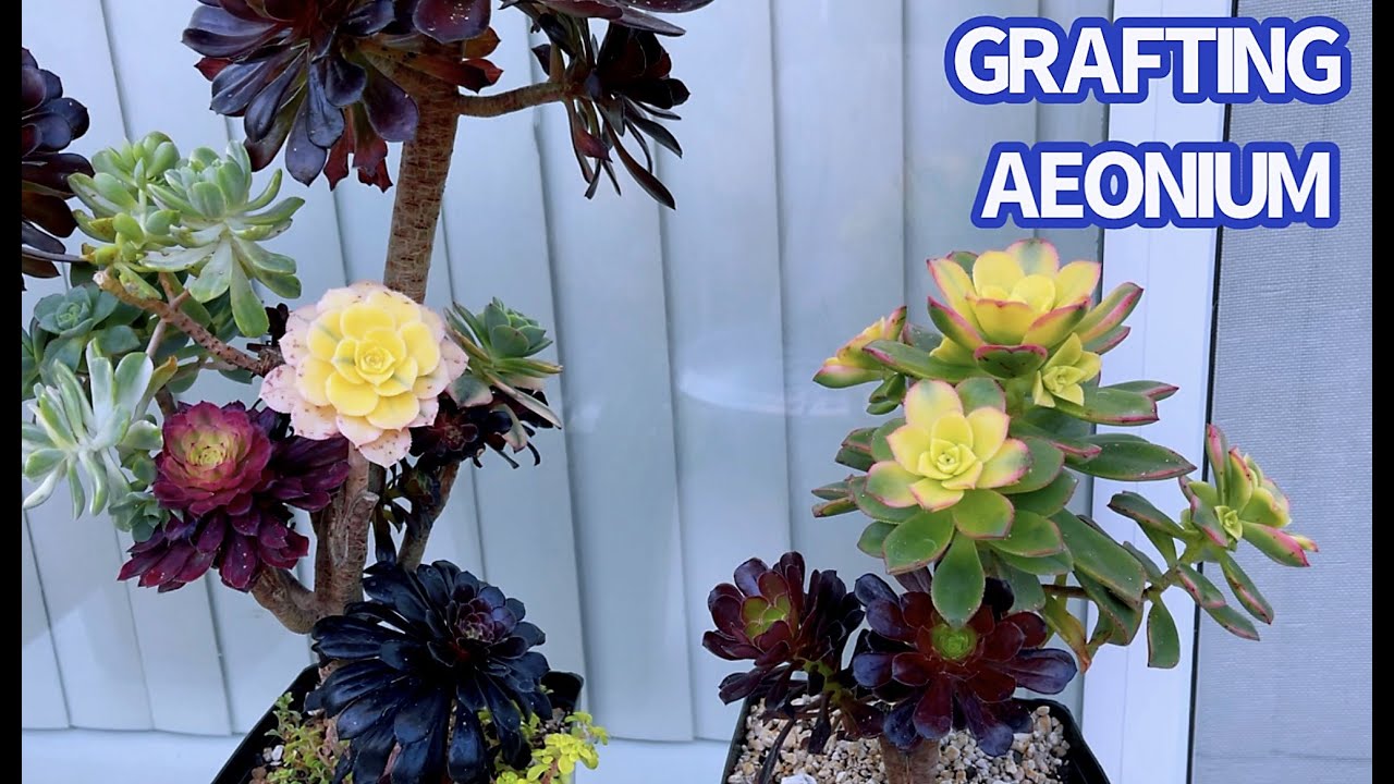 #421 PROPAGATE & TAKE CARE OF MY GRAFTING AEONIUM | CHĂM SÓC AEONIUM GHÉP VÀ NHÂN GIỐNG