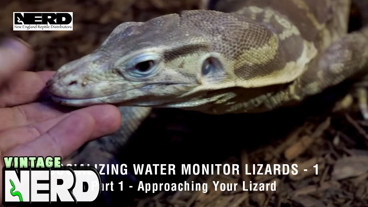 Socializing Water Monitor Lizards - 1-Part 1 - Approaching Your Lizard