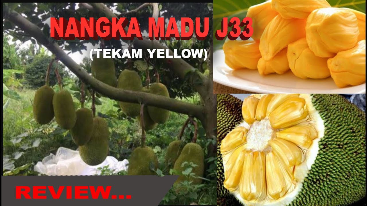 REVIEW NANGKA MADU J33 (Tekam Yellow)