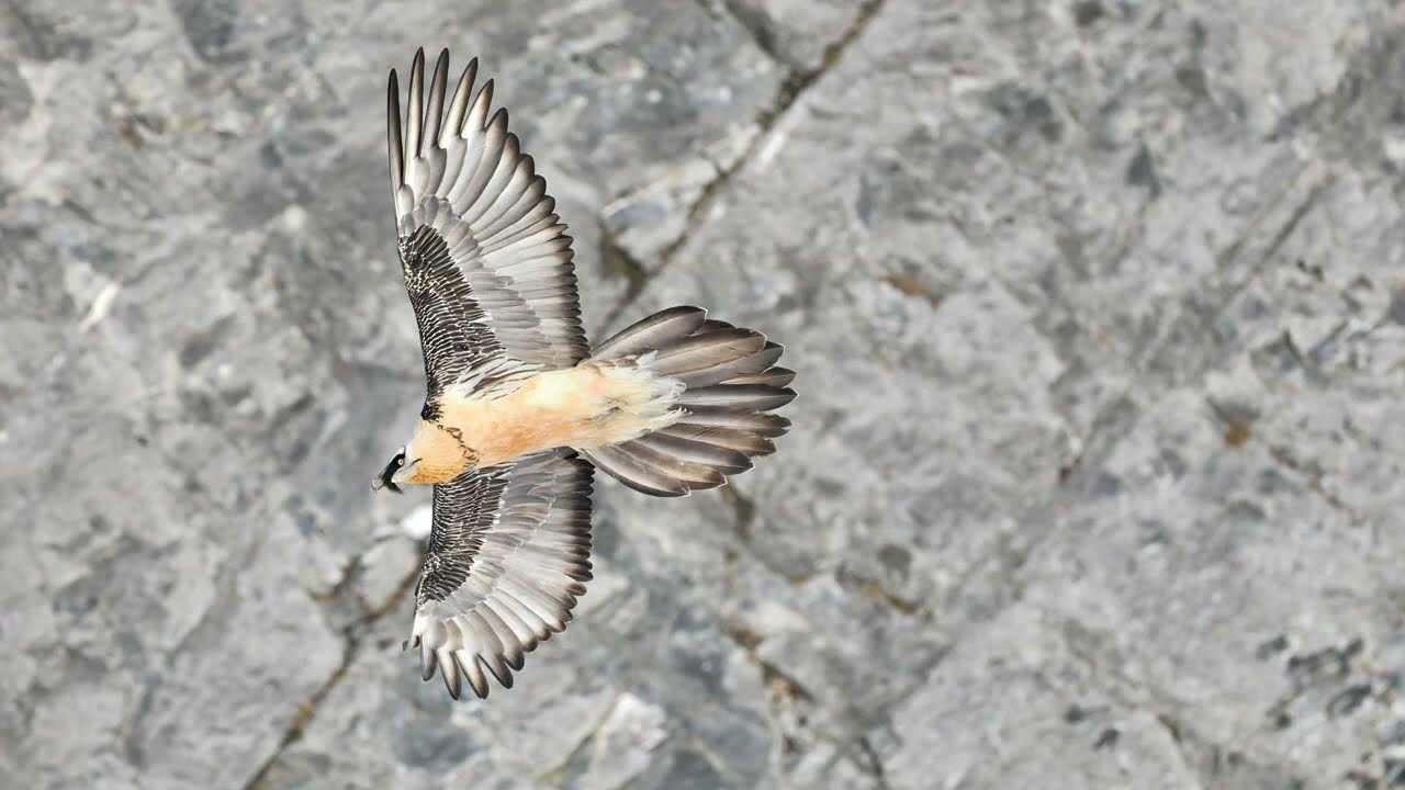 Die Bartgeier in den Schweizer Alpen