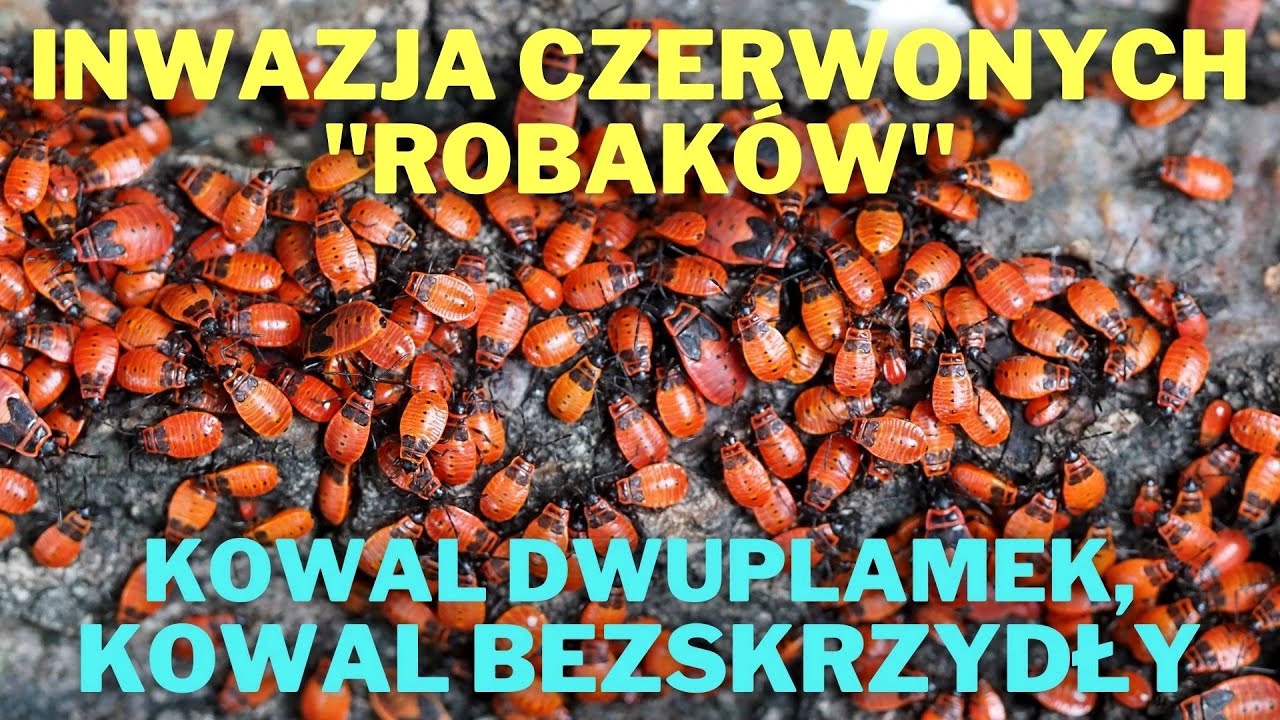 Inwazja czerwonych 