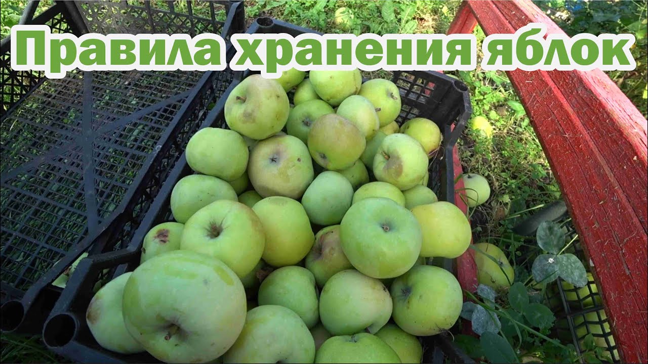 Правила хранения зимних яблок