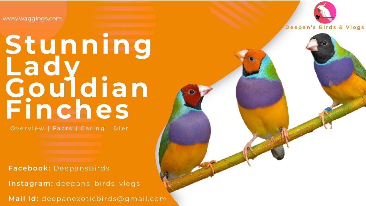 Lady Gouldian Finches Is not a Good Choice || Overview | Facts | Caring | Diet | Tamming