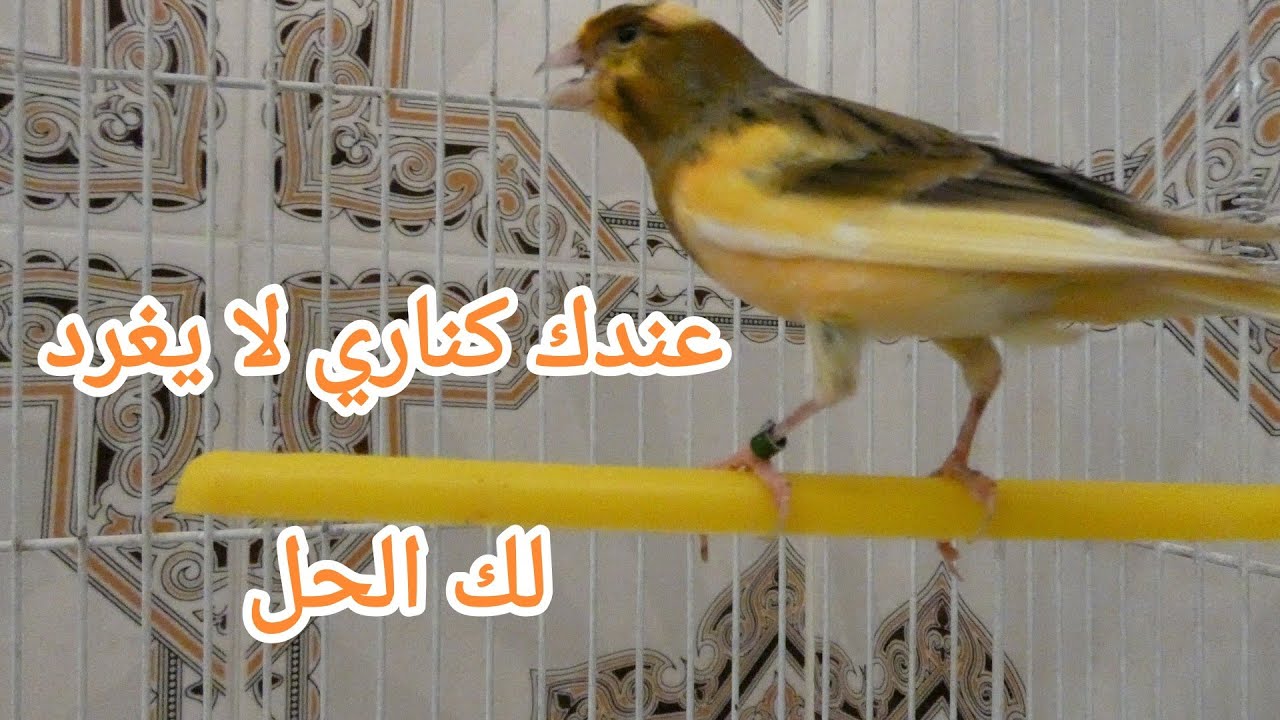 تغريد كناري Chant Canaris singing canaries