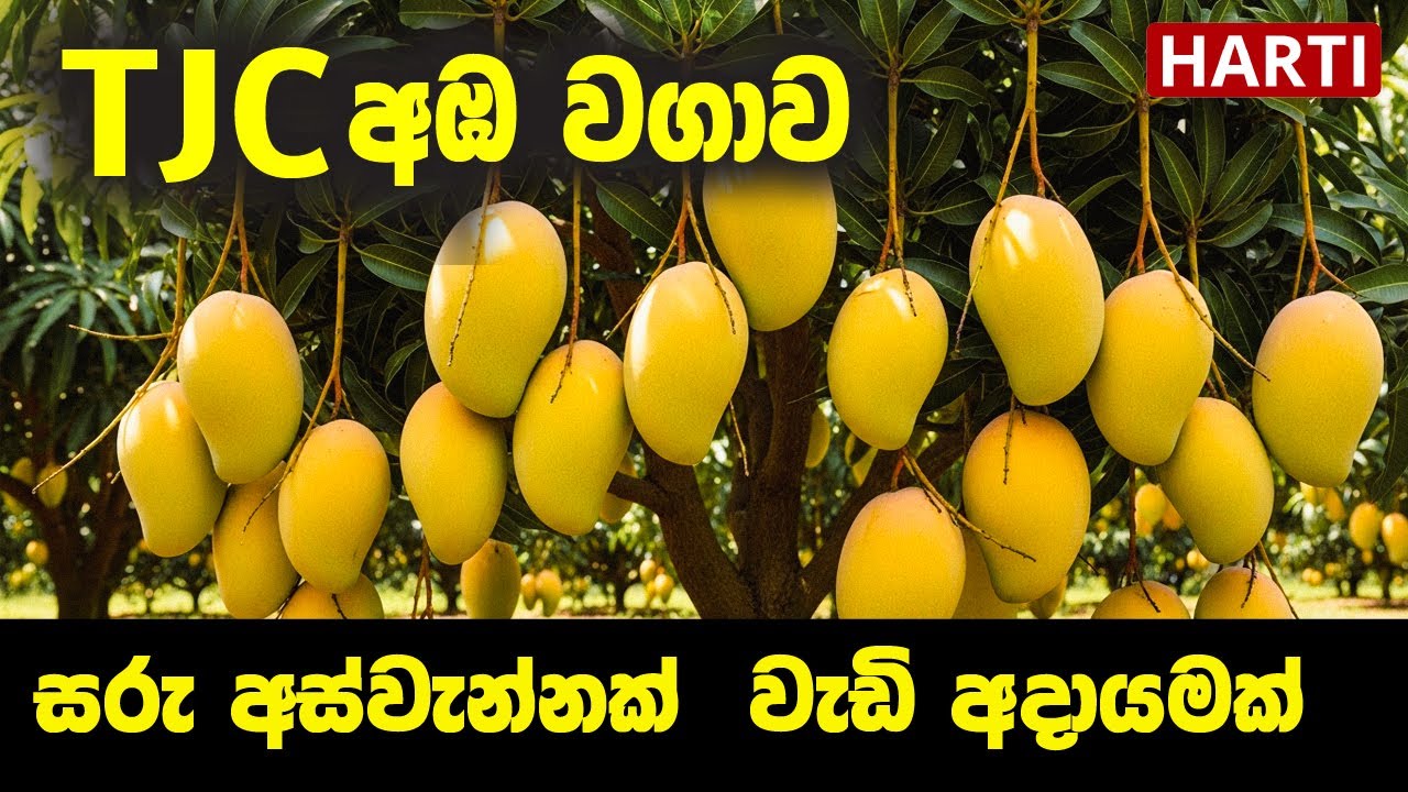 TJC අඹ වගාව | සරු අස්වැන්නක්, වැඩි අදායමක්  |  HARTI