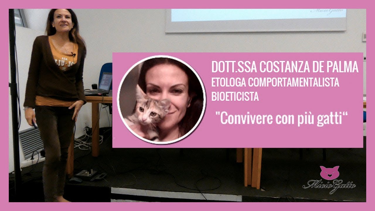 CONVIVENZA TRA GATTI: come andare d'accordo? Seminario dott.ssa Costanza De Palma