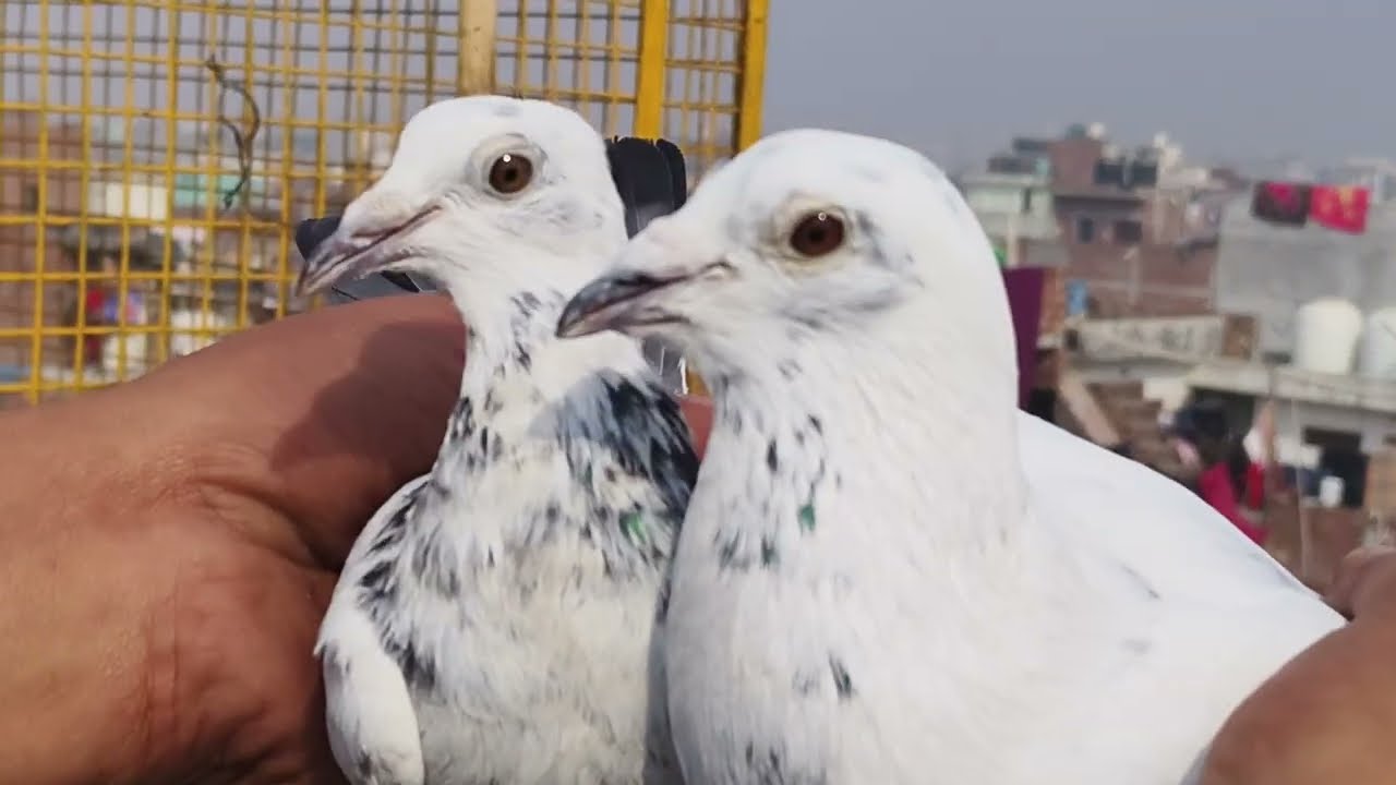MADRASI KABUTAR FOR SALE #9667631264 #pigeon #kabutar