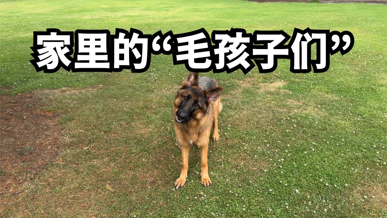 家里的那些毛孩子们 ｜看家的迷上了啃草的 （20260115第34期）