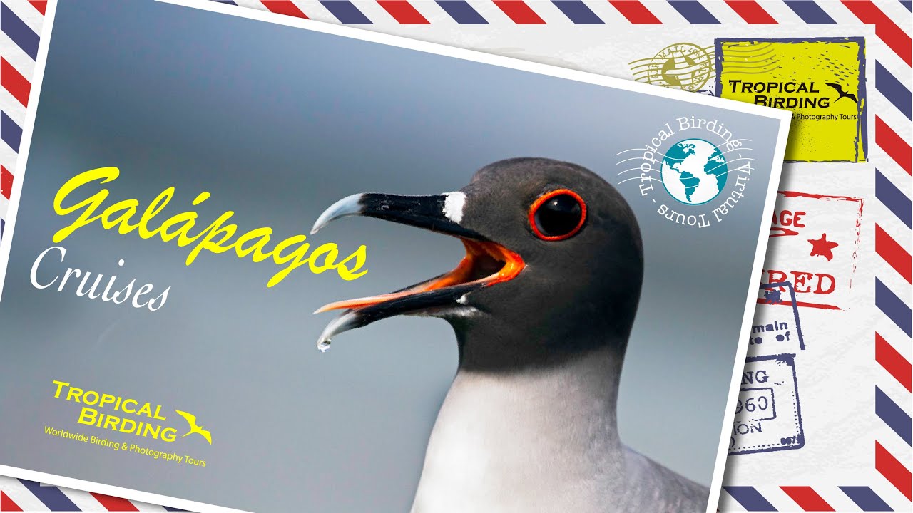 Tropical Birding Virtual Tour of the Galapagos by Andres Vasquez