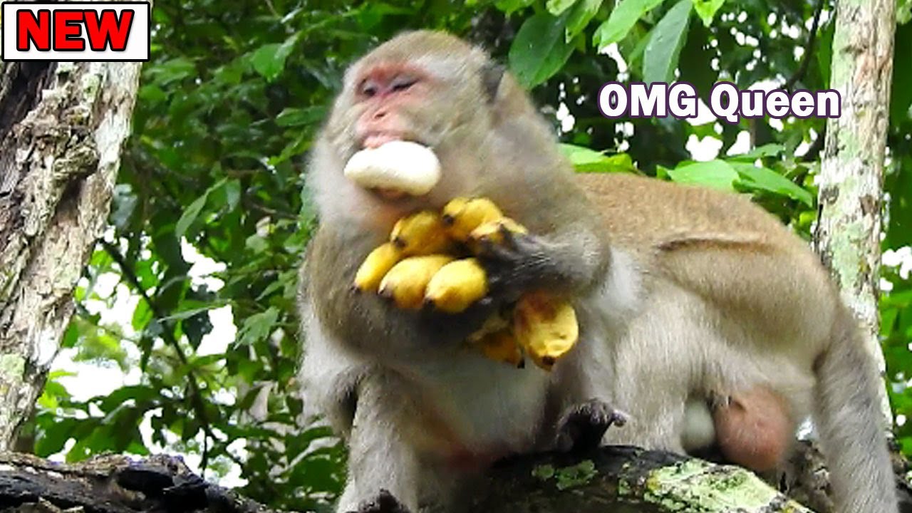 Sweeties plz protect me! Queen terrible hungry want eat a set of bananas alone by protect from Asus