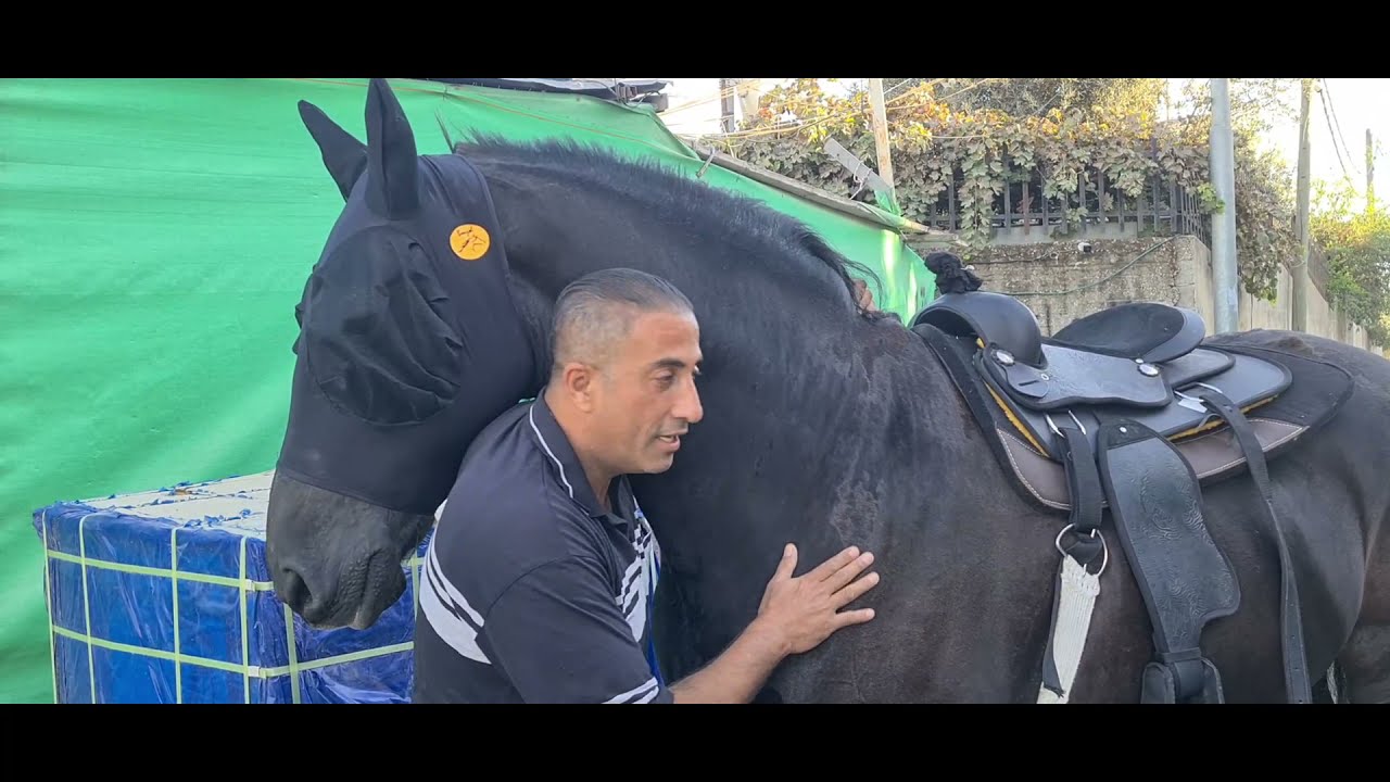 الحصان عربيد يعاني من مشاكل نفسية مع جمال العمواسي