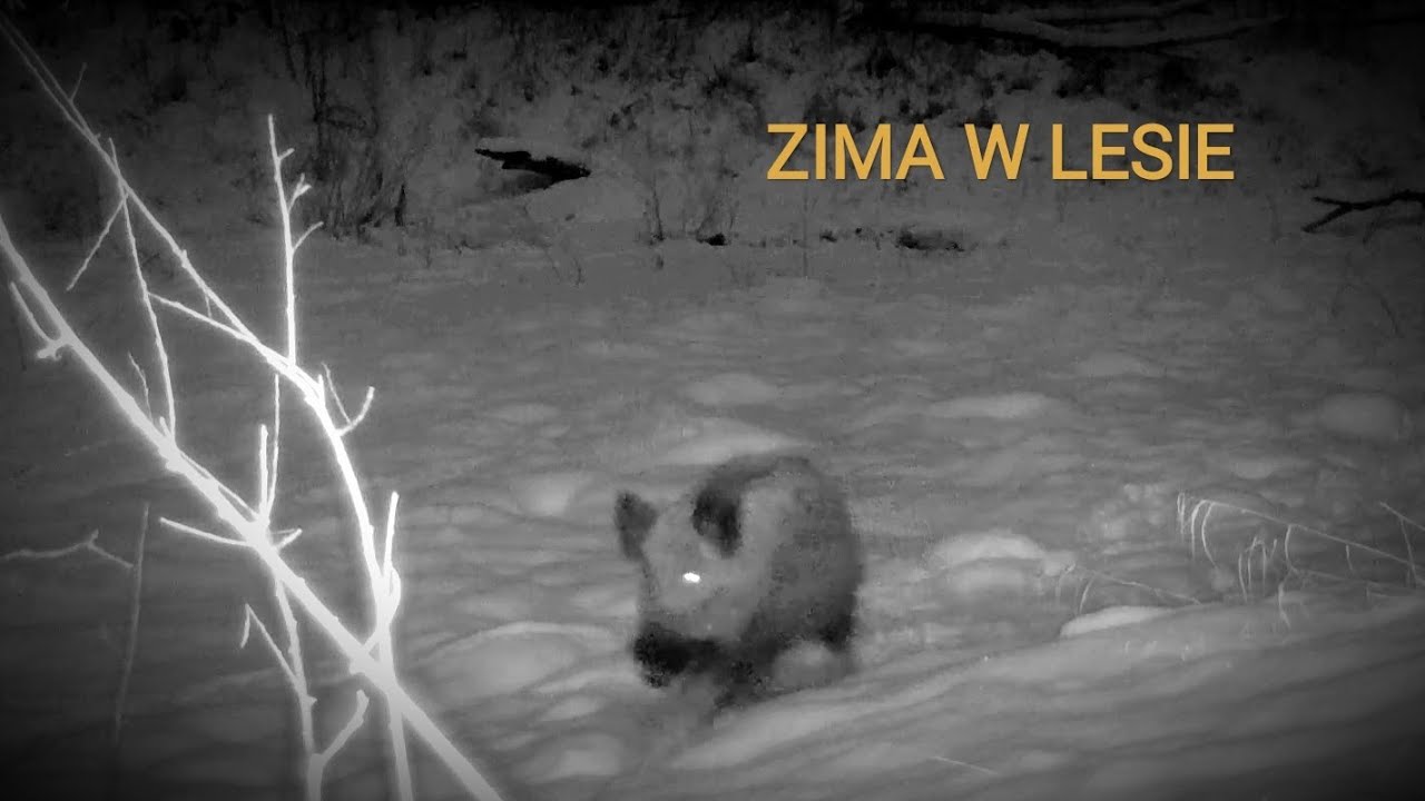 Zima na przełomie roku | Dziki, sarny, lis i tajemnicze psowate
