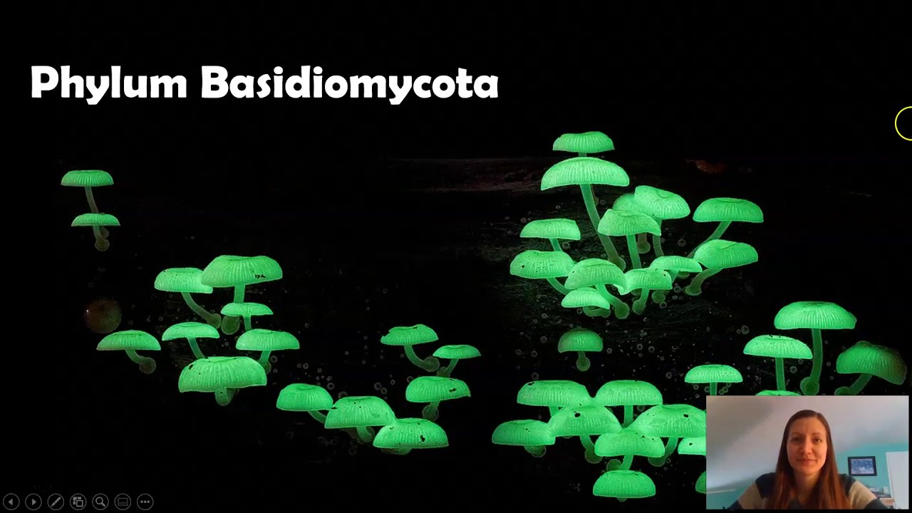Phylum Basidiomycota