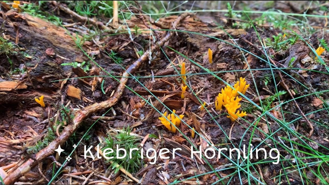 Klebriger H&ouml;rnling - Pilze unter der Lupe