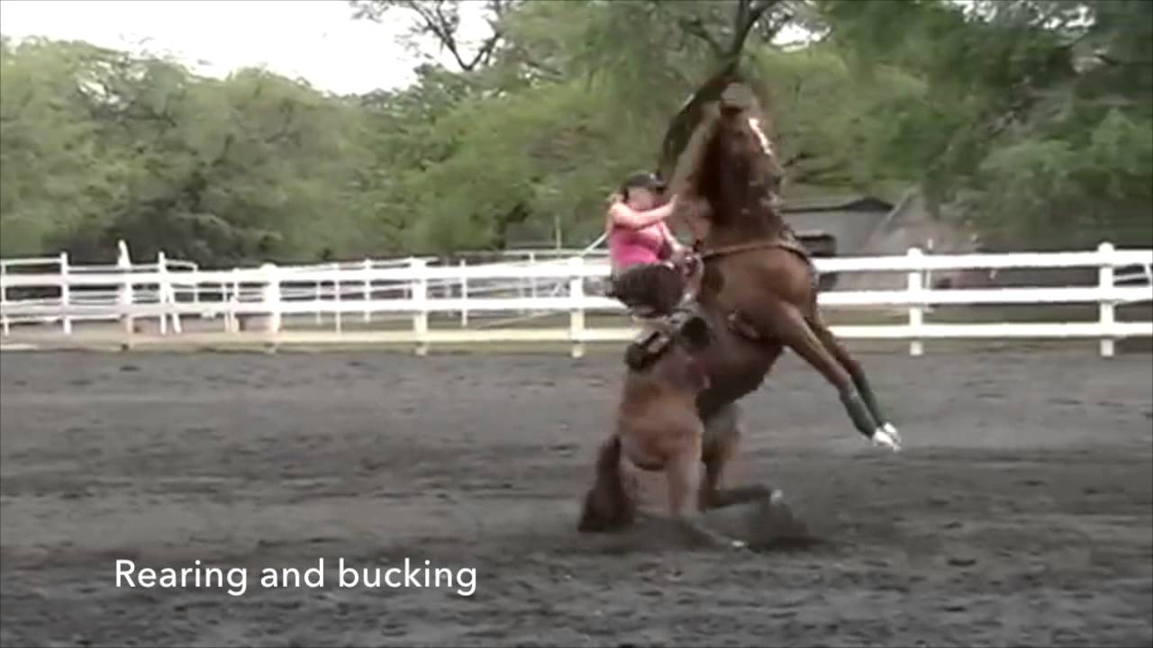 WTP Bit prevents the Pain caused from a jointed snafle bit and horse reactions