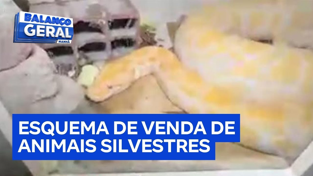 Policial finge ser comprador e descobre esquema de venda de animais silvestres em São Paulo