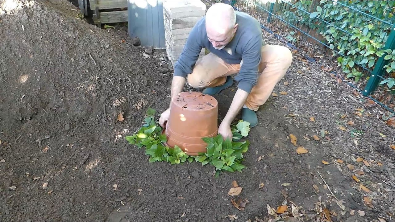Meine letzte Kartoffelernte / das traurige Ende der Saison...