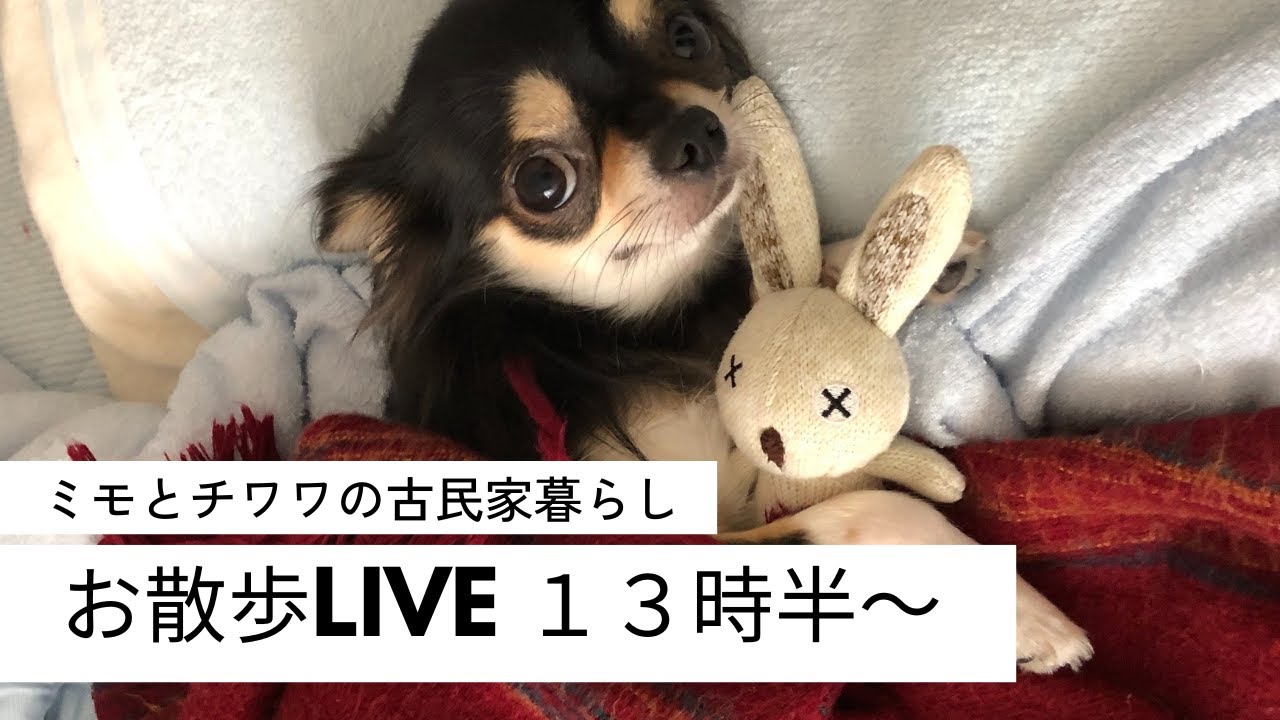８歳チワワ【#26 モイ君お散歩雨の為お家ぬくぬくＬＩＶＥ】（１時間）はじまるよ～🐶