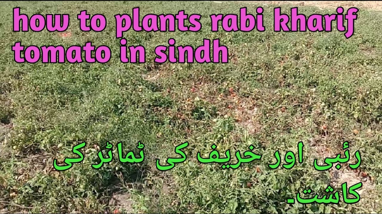 How to plants kharif tomato crops in sindh