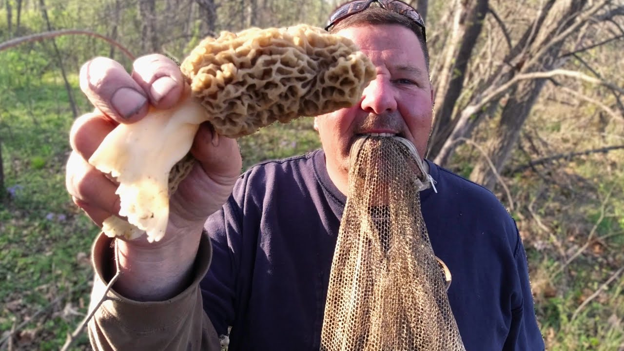 Inside Morel Mushroom Habitat & A Huge Mother Sycamore Tree.