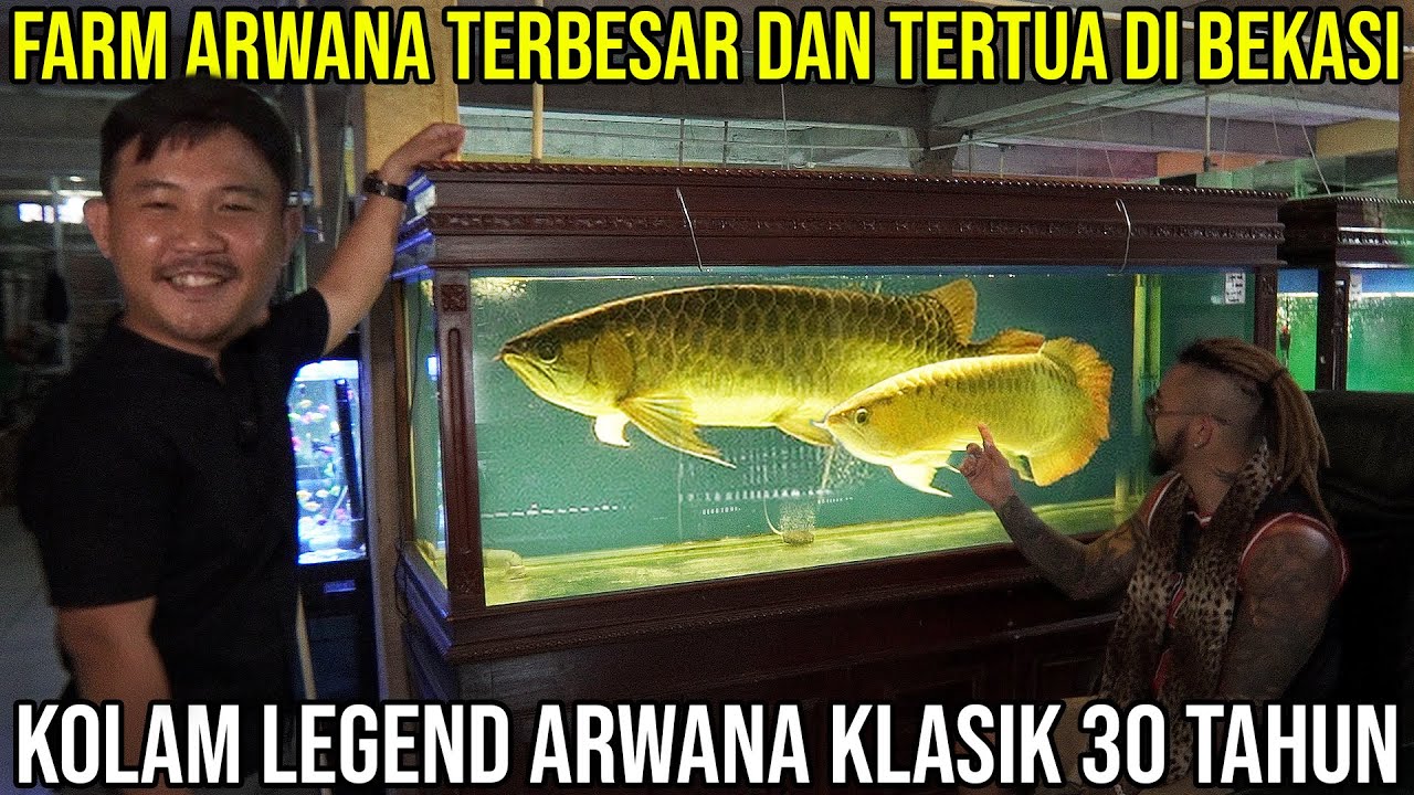 FARM ARWANA TERBESAR DAN TERTUA DI BEKASI KOLAM ARWANA KLASIK 30 TAHUN | AHMAD ARWANA