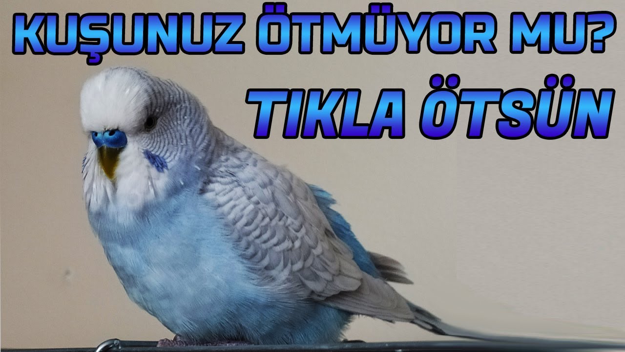 MUHABBET KUŞU SESİ 2021 Kuşunuz Bu sese Karşılık Verecek
