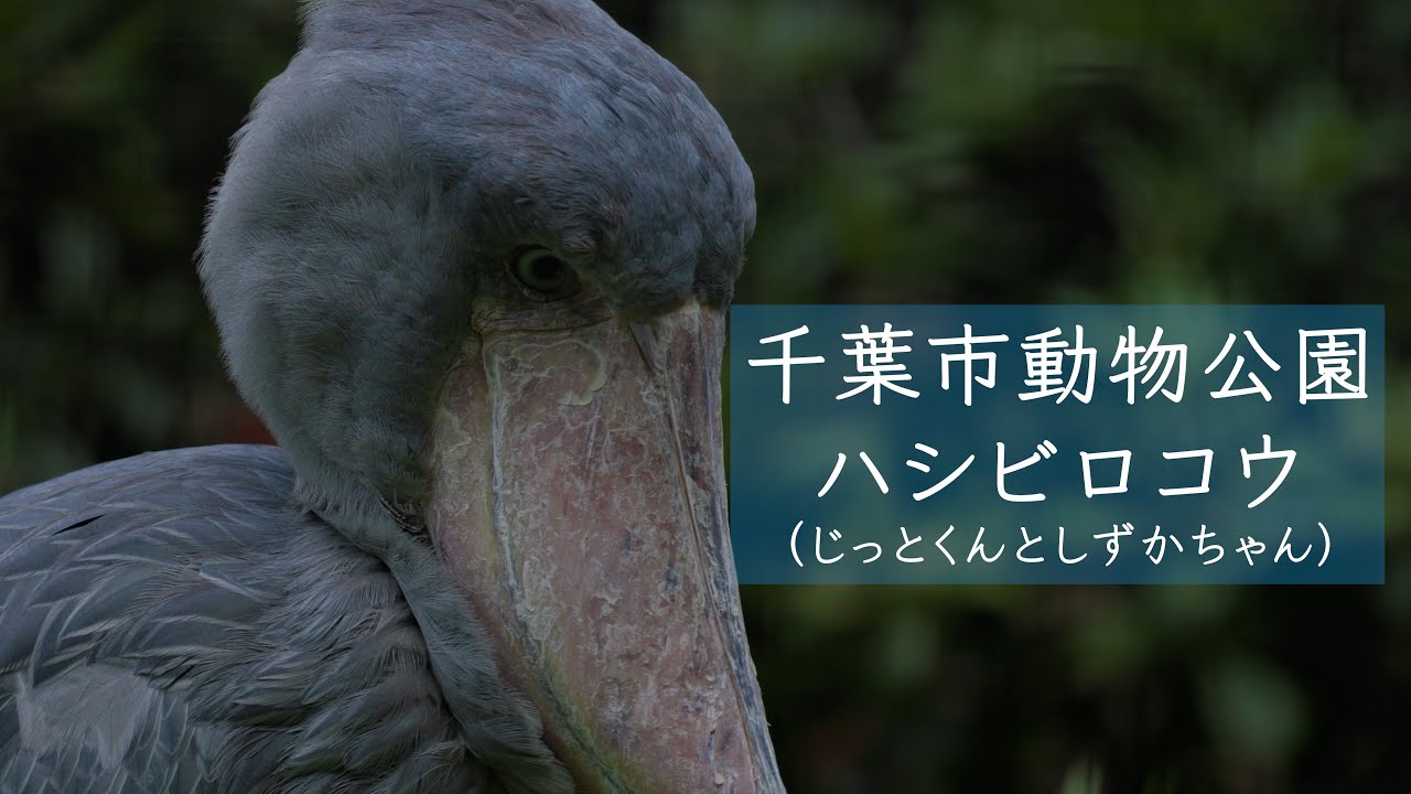 【4K映像】「千葉市動物公園　ハシビロコウ」