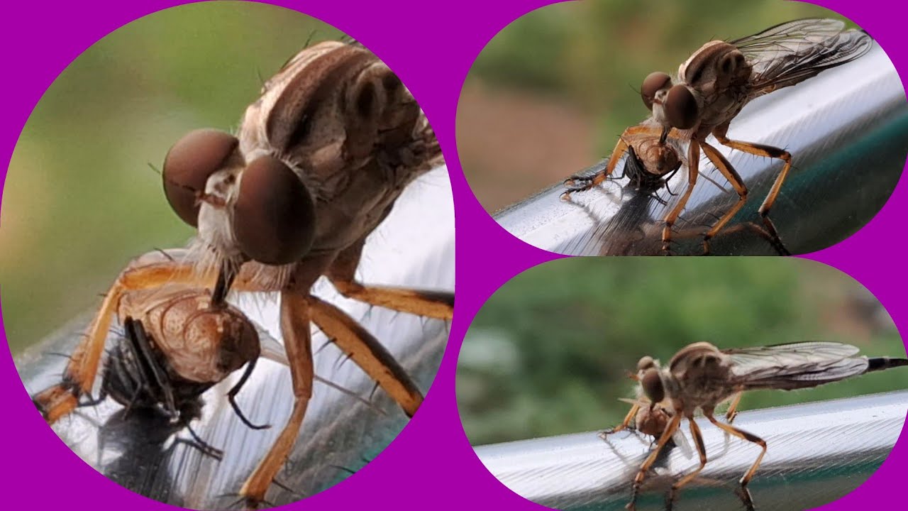 Robberfly Nature's Tiny Miracle | robberfly hunting 