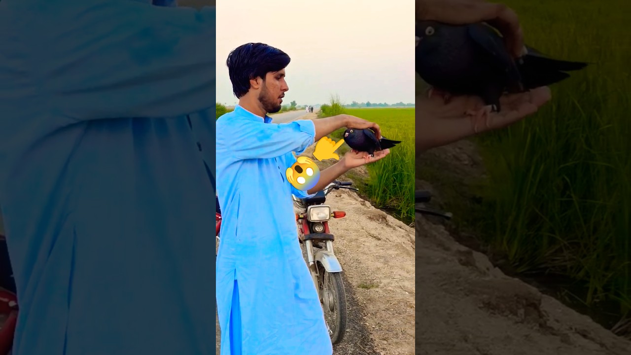 Hand tame pigeon masty chakar video #pigeonpigeon #kabutar