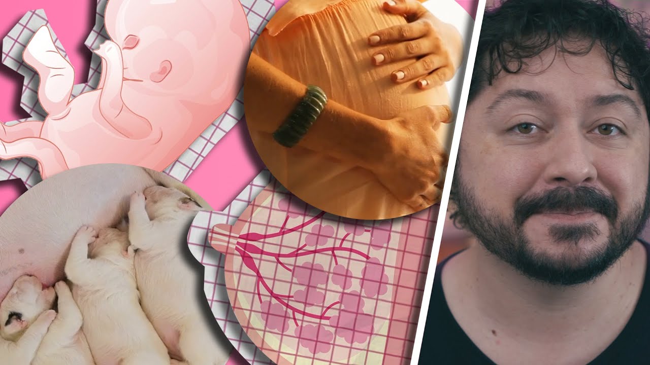 Por que homens têm MAMILOS?