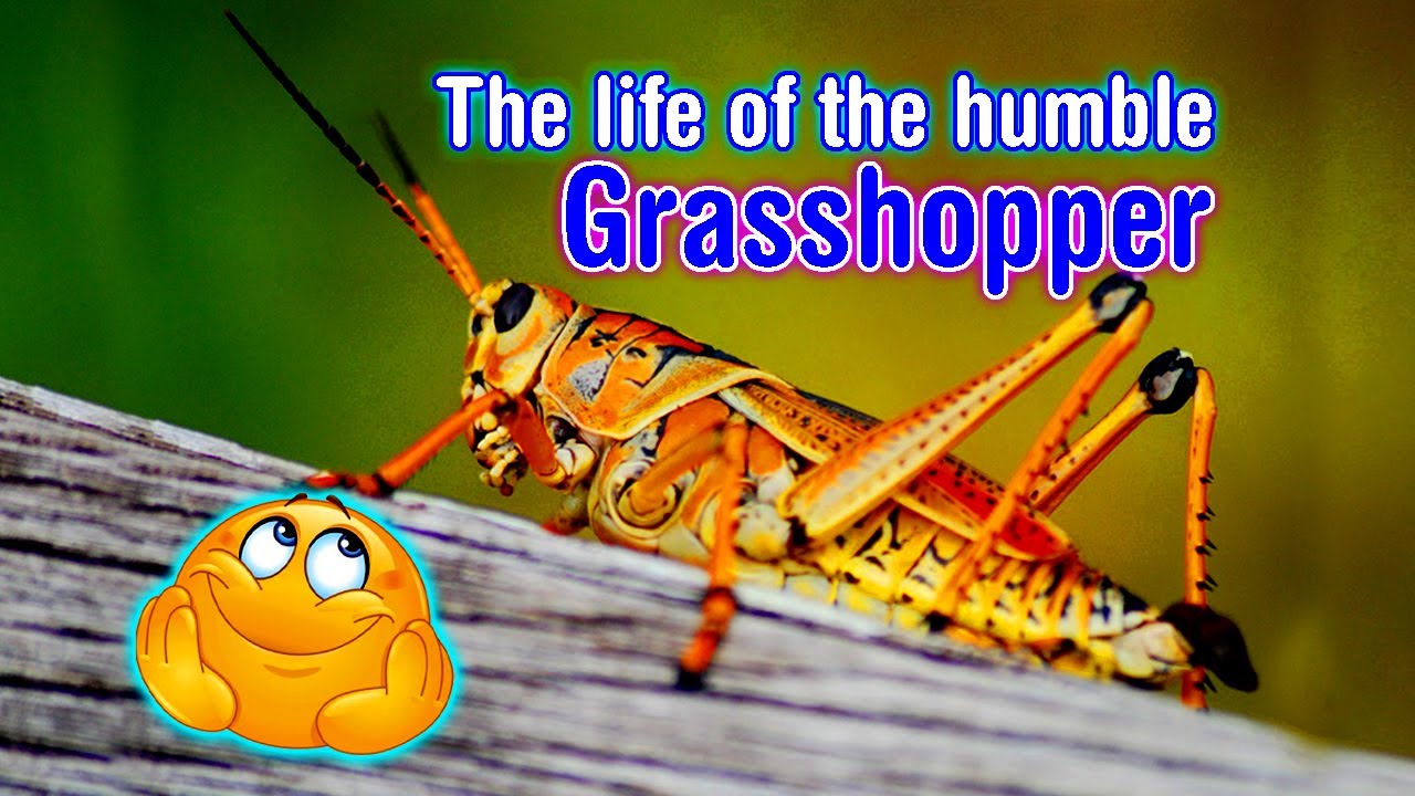 The life cycle of a Grasshopper!