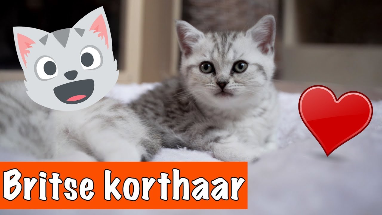 BRITSE KORTHAAR KITTENS!😍 | DierenpraatTV