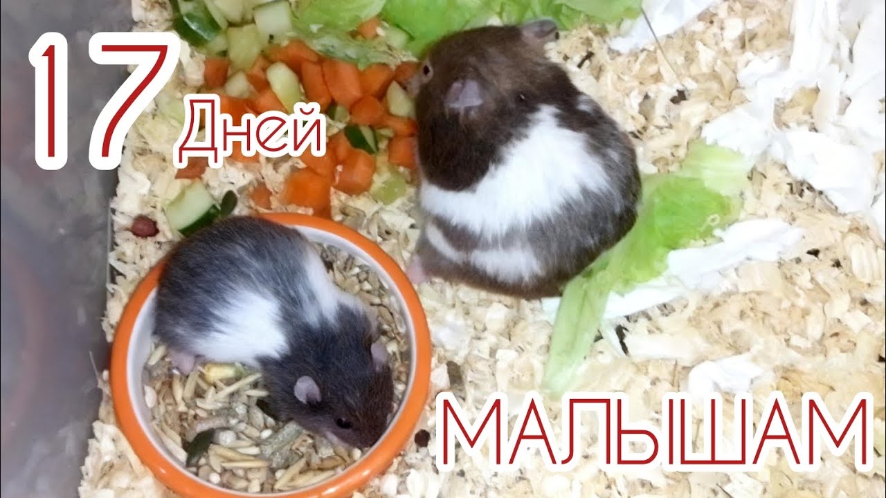 Малышам 17 дней. 