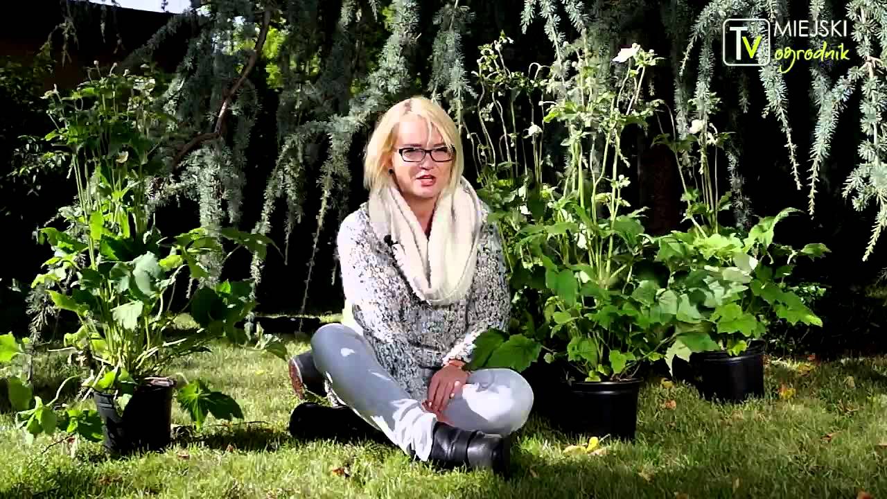 Kocham tę roślinę - Zawilec japoński S02 E08