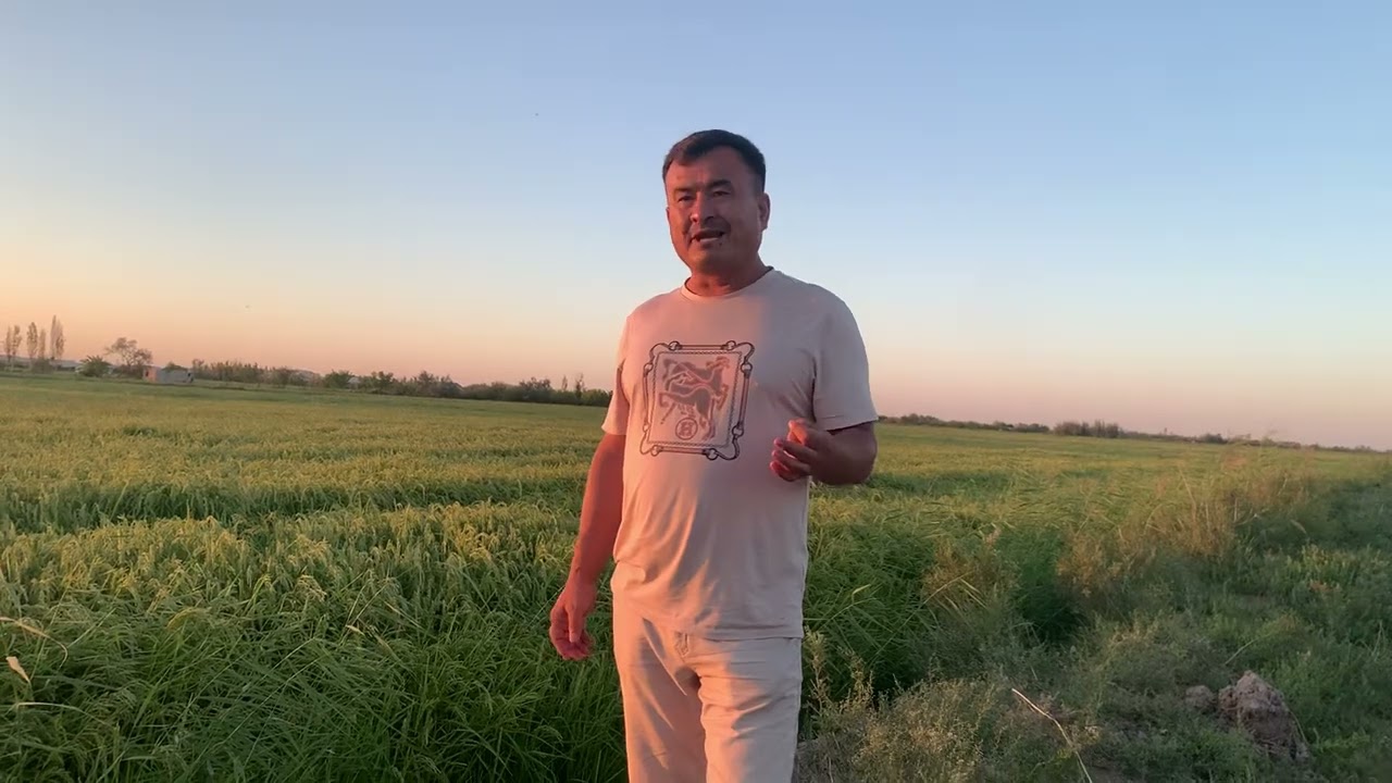 Шовот туманидаги 625 гектар ноконуний шоли йерлари кимга тегишли