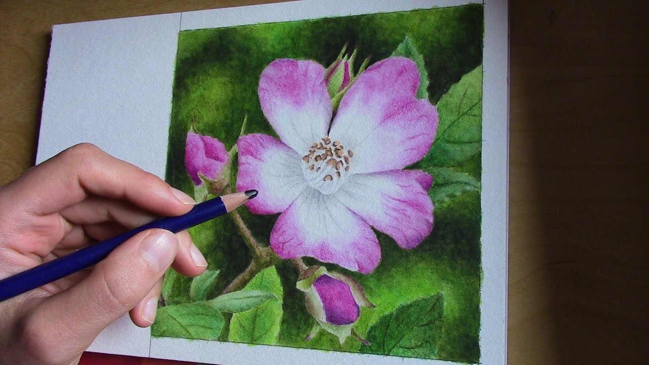 drawing a wild rose (Inktense pencils)