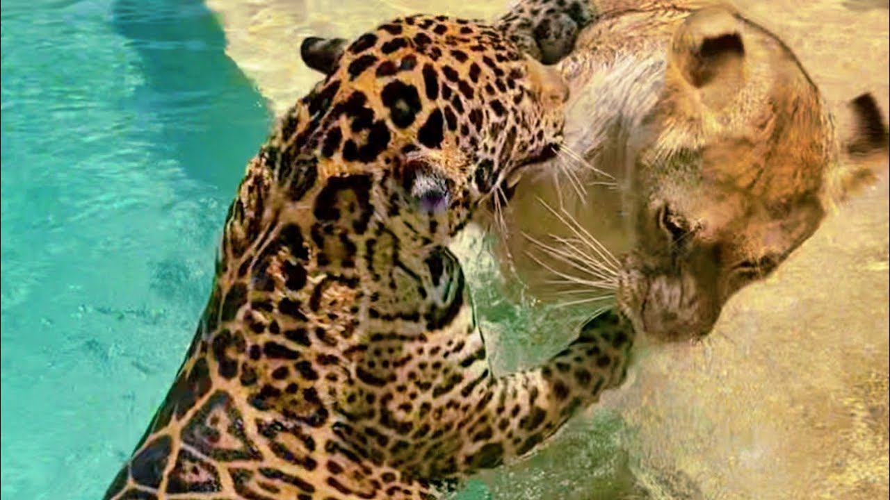 JAGUAR & LION SWIM PLAYTIME