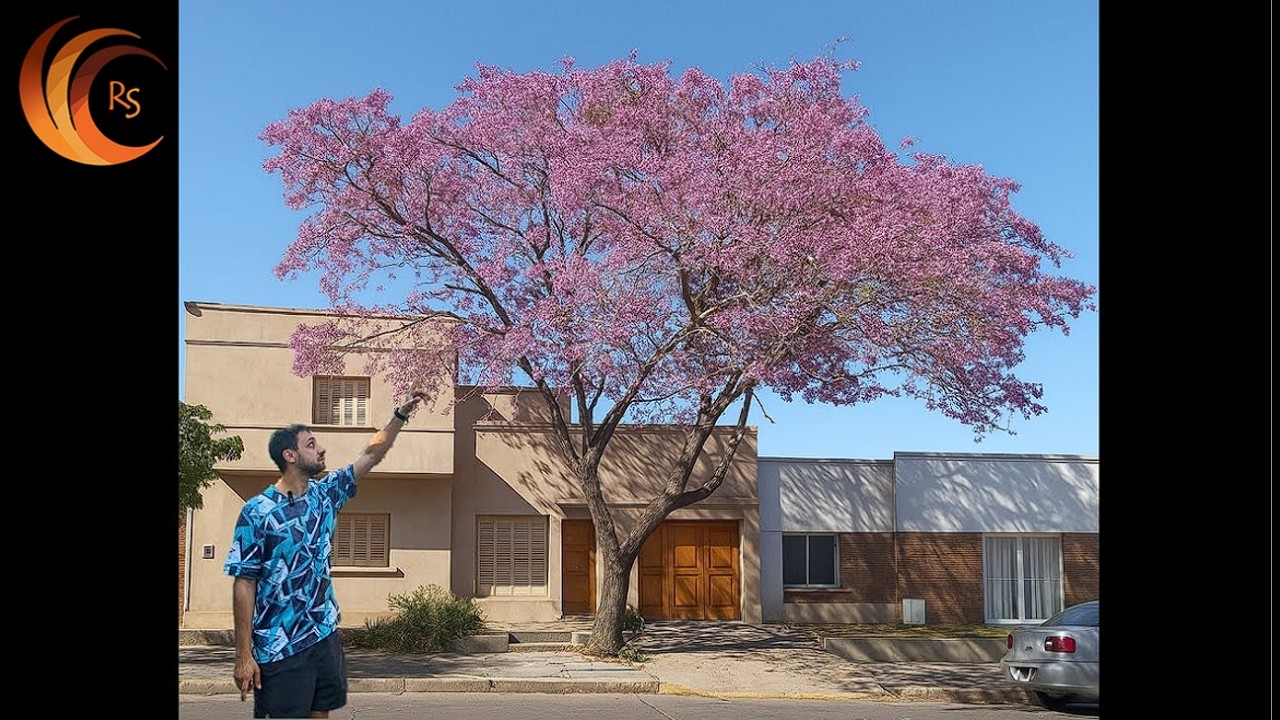 El LAPACHO ROSADO el más elegante entre los ÁRBOLES URBANOS de San Juan y la Argentina