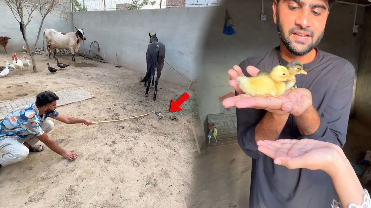 Achank Se Surprise Mil Gea Duck Baby Agae😍