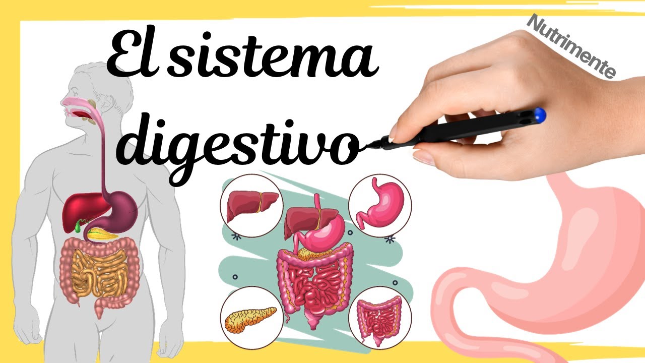 El SISTEMA DIGESTIVO humano
