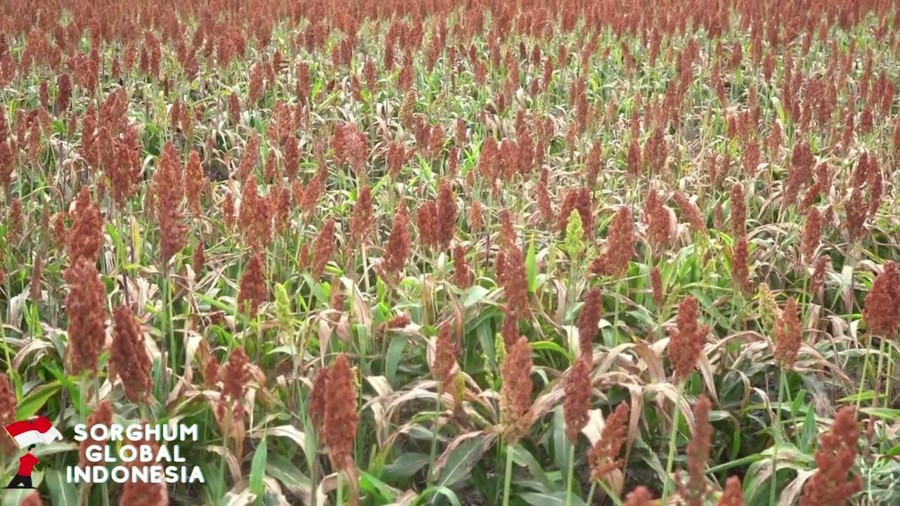 Red Sorghum Harvest Indonesia