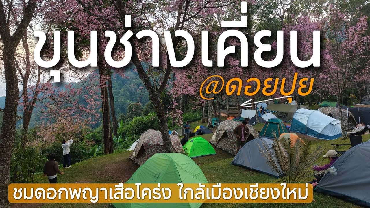 06 ขุนช่างเคี่ยน ดอยปุย ดอกพญาเสือโคร่งบานเต็มดอย ไปมุมไหนก็ชมพูไปหมด ใกล้ตัวเมืองเพียง 20 นาที