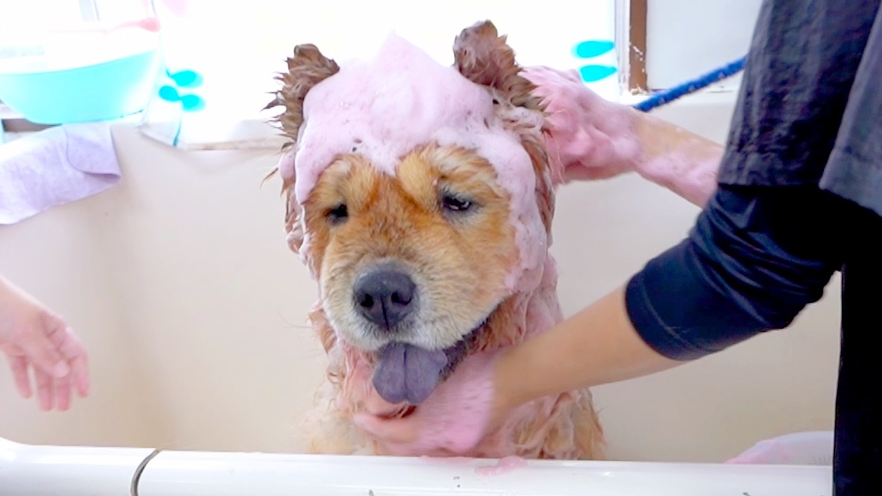 プロにシャップーされるチャウチャウ犬