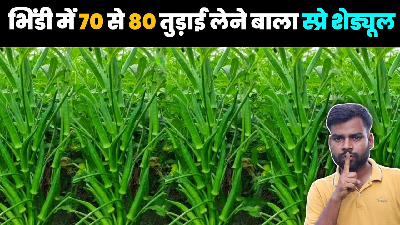 भिंडी में शुरू से लास्ट तक इस दवा का छिड़काव से मिलेगा 70 से 80 बार तोड़ाई  💯😱