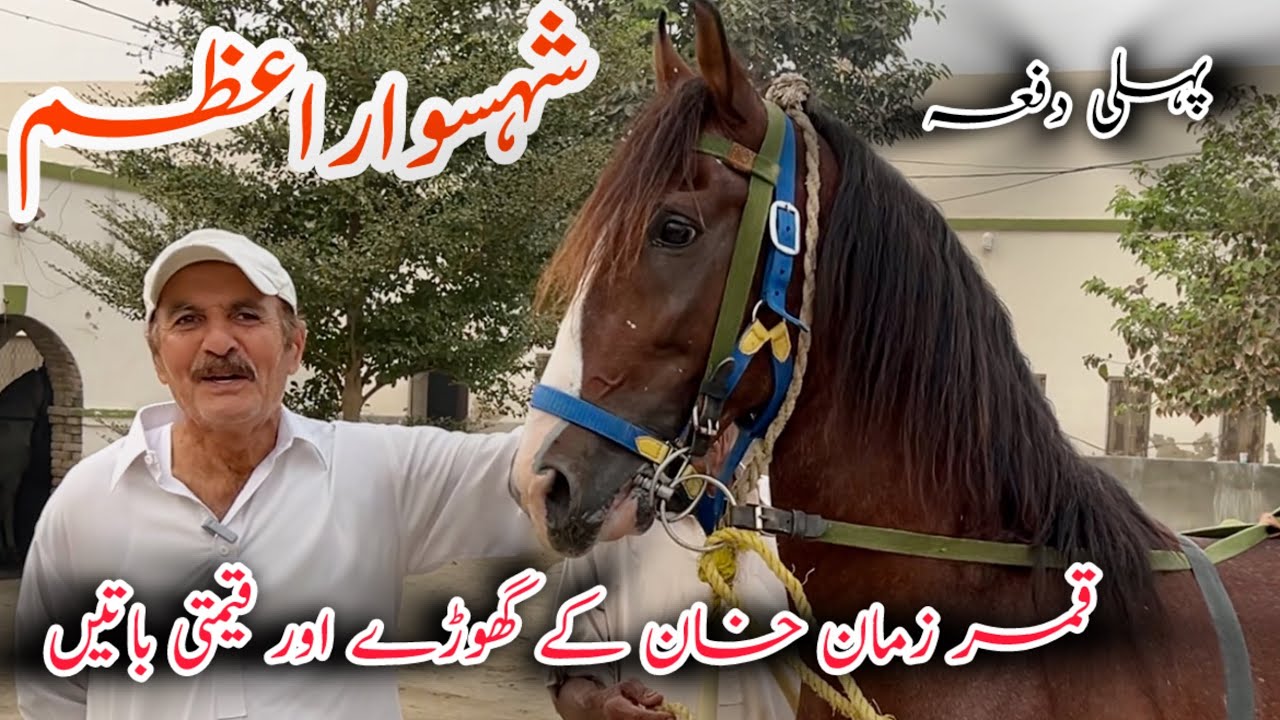 Qamar Zaman Khan of Pipplaan || International Rider of Pakistan #horse #horselover #nezabazi